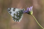 Macro_Giu2025_a