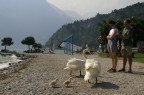 lago