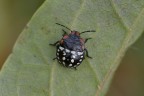 Neanide di Nezara viridula