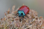 Chrysomela populi