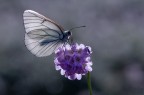 Macro_Giu2024