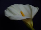 Explois di una calla..