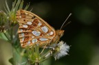 Issoria lathonia
