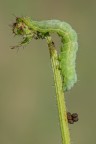 https://www.flickr.com/photos/giovanniq/54771212251/in/dateposted-public/