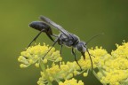 Sphex pruinosus