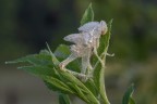 Macro_07Set2025_9