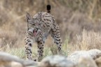 Lince pardina. cucciolo