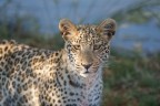 cucciolo di leopardo