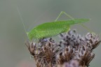 Iso1000, f/11, 1/125sec. Immagine scattata con il live view a 10cm da terra, impossibile sdraiarsi, con tutti i limiti che questo comporta. Alla fine, tra le bizzarrie dell'autofocus, un'immagine decente  venuta fuori.