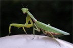 anche quest'anno mi ha fatto visita questo splendido esemplare, anche se ormai era al crepuscolo ho provato a fotografarla, con tutte le difficolt del caso, poca  luce sopratutto.
dati exif
f710
ISO 1000
1/5 sec