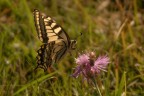 https://www.flickr.com/photos/giovanniq/54787036553/in/dateposted-public/