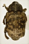 Curculionidae, consigli su come migliorare la foto.