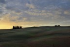 cipressi all'alba