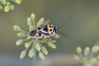 Detta anche cimice ornata. iso2000, f/11, 1/500sec. a mano libera. Commenti e critiche gradite!