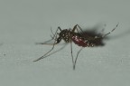 Fotografia senza alcuna pretesa, solamente documentativa. Stava in casa, probabilmente gonfia del mio sangue, visto che abito da solo. Di foto di zanzara, a parte della tipula, su questo forum non ne ho viste molte...anzi...pertanto la propongo con tutti i suoi limiti. Iso200, flash built-in, 1/60sec. f/10.