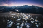 Dipingere margherite sotto un cielo stellato Dipingere margherite sotto un cielo stellato