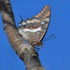 Ninfa del corbezzolo