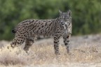 lince Iberica