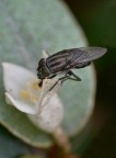 Stomorhina lunata Stomorhina lunata