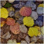 Monte Pasubio, Val Cheserle. circa 1600m. Ottobre 2025