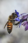 Apis mellifera Apis mellifera