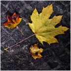 Vicenza, novembre 2025