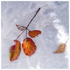 Monte Novegno, prealpi vicentine. Novembre 2025