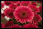 Gerbere Gerbere
