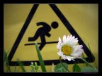 Dangerous Camomile