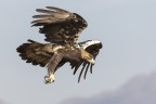 Aquila imperiale