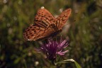 Macro_14Set2025_4