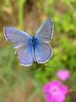 FarfallaViola