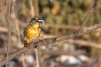 La colazione del Martin pescatore (Alcedo atthis)