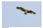 Falco Pescatore