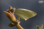 In lieve anticipo rispetto alla stagione ideale e con temperature ancora medio fredde.