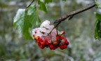 La prima neve ha ricoperto i frutti di un sorbo.
Graditi commenti tecnici e pareri personali
Grazie mille
Furyo