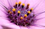 Interno di fiore