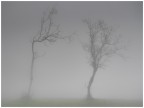 fratelli spogli nella nebbia