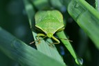 Commenti e critiche gradite! Iso280, f/11, 1/400sec. a mano libera. HR:
https://postimg.cc/y3V2QPT9