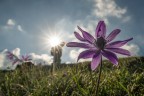 https://www.flickr.com/photos/giovanniq/55201046826/in/dateposted-public/