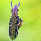 apina affamata