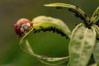 https://www.flickr.com/photos/giovanniq/55251549173/in/dateposted-public/