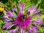 foto scattata ''di rapina'' in una escursione in montagna.
Nikon Coolpix in automatico.
Graditi pareri personali e commenti tecnici
Ciao Furyo