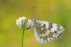 Pontia edusa Pontia edusa