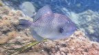 Pesce Balestra Pesce Balestra
