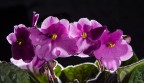 La violetta africana o  Saintpaulia � una pianta da appartamento piuttosto comune. La mia ha avuto la gentilezza di fiorire per il secondo anno consecutivo (cosa mai successa prima a causa delle condizioni di luce e climatiche dello stesso).
Ho utilizzato 3 spot (due laterali e uno posteriore).
Graditi commenti tecnici e pareri personali
Grazie mille
Furyo
