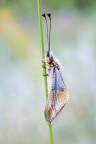Canon R5+Canon EF100mm f2,8 macro
1/8   f:16  iso 320