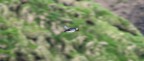 Puffin in volo (un primo tentativo) Puffin in volo (un primo tentativo)