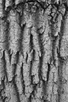 Particolare di corteccia
