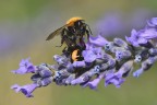 Bombus predato da ragno Napoleone